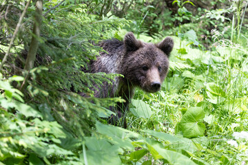 Portrait of brown bear walking in mountain forest