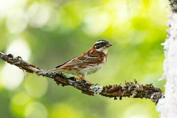 A colorful songbird Rustic bunting perched on a summer day near Kuusamo, Northern Finland