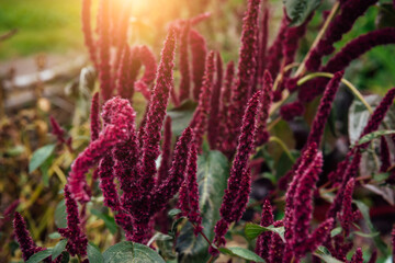 Blooming amaranth close-up, Amaranthus cruentus is red-purple in inflorescences. Cultivation of...