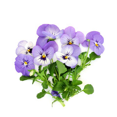 Purple pansy viola flowers on white background. Healthy food and garnish decoration. High in vitamin A and C Symbol of love, remembrance, nobility, beauty, royalty. Plentifall Frost variety. 
