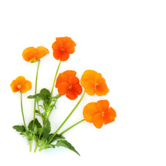 Orange pansy flower plant Swiss Giant variety on white background. Floral food decoration and...