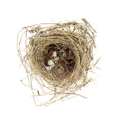 Empty blue tit bird nest with remnants of cracked eggs on white background. Flown the nest in Spring nature concept