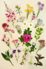 British Spring and Summer flowers wildflowers and herb collection. Used in natural herbal medicine remedies and food decoration. On hemp paper background.