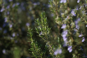 Fototapeta na wymiar Close-up of blossoming rosemary plants in a park. Rosemary blooming with small purple flowers