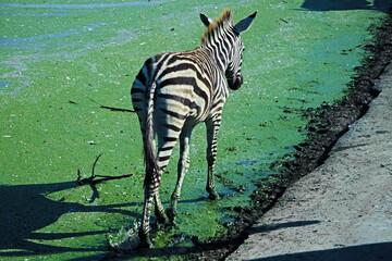 A zebra at the zoo runs through a swamp, green mud. Black and white, safari