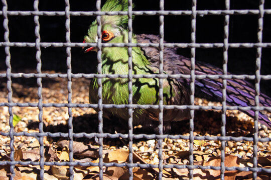 Tauraco fischeri is a species of bird in the Musophagidae family. in a cage