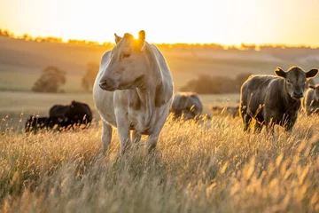 Foto op Plexiglas cows at sunset on a farm in a field in a dry summer paddock © William