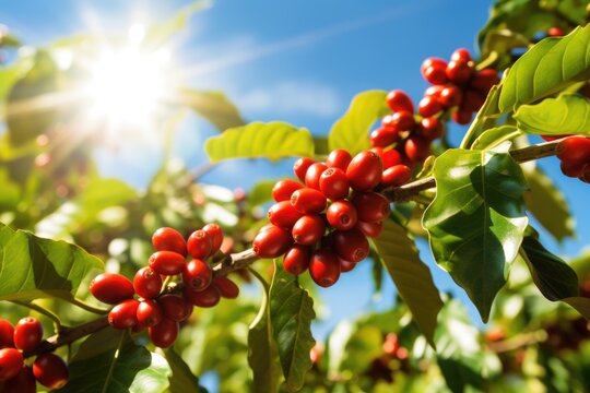 Growing Coffee Plants: Ripe Berries on Tree Branches in Green Plantation - Nature's Raw Beauty