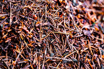 Ant house close up. Big anthill