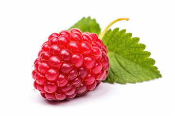 One raspberry fruit, isolated white background