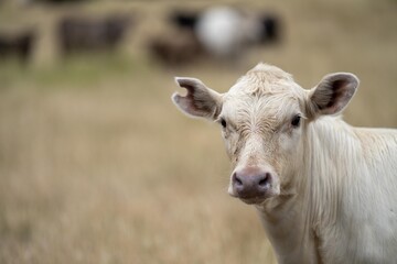 cows in the outback on a farm in australia in summer