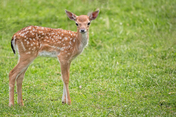 Young fallow deer in a clearing
