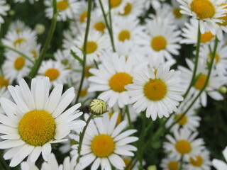 Fototapeta premium beautiful flowers of natural colors aromatic delicate detail