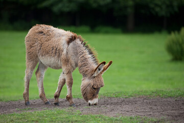 Young donkey in the field