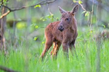 Young moose in the forest
