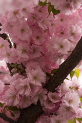 Spring background of blossom cherry flowers closeup