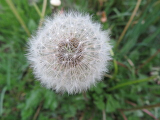 beautiful natural yellow dandelion flower delicate light fluff