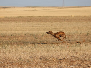 greyhound race fast dog domestic animal field hare hunting