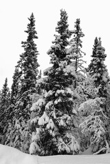 Tall snow covered pine trees