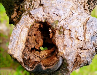 In the picture, there is a tree with scars from cutting, a rough, brown birth mark, a hole, and...
