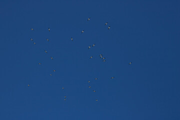 FLYING STORKS IN THE SKY