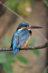 kingfisher on branch