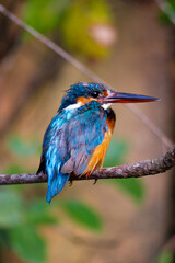kingfisher on branch