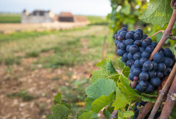 grappe de raisin mûr avant les vendanges en Bourgogne avec en arrière plan le château du Cos Vougeot en Côte d'Or