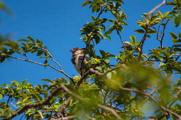 Sparrows, beautiful sparrows on the branches of a jabuticabeira tree in Brazil, selective focus.