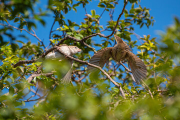Sparrows, beautiful sparrows on the branches of a jabuticabeira tree in Brazil, selective focus.