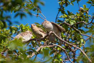 Sparrows, beautiful sparrows on the branches of a jabuticabeira tree in Brazil, selective focus.
