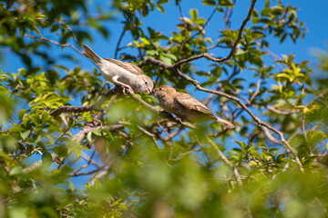 Sparrows, beautiful sparrows on the branches of a jabuticabeira tree in Brazil, selective focus.