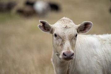 cows at sunset on a farm in a field in a dry summer paddock