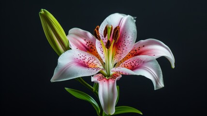 Lily flower on a plain black background.  
