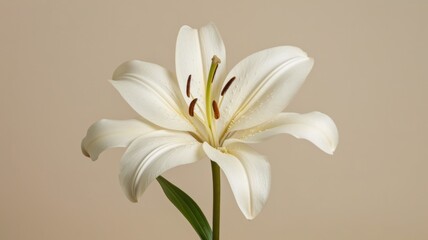 Fototapeta premium Lily flower on a plain redgreybackground. 