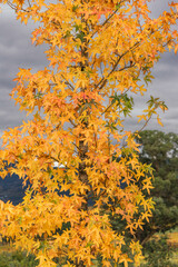 Desert trees with autumn leaves