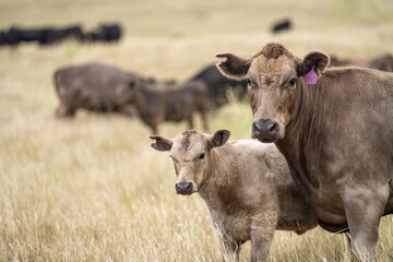 cows at sunset on a farm in a field in a dry summer paddock