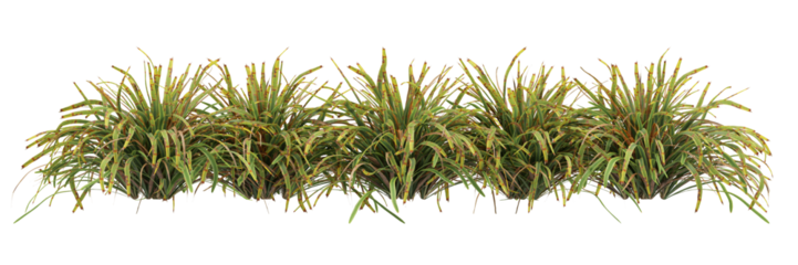 green grass isolated on white