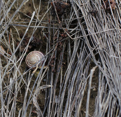 Forest consisting of pine trees intertwined with nature. thorns of pine tree have fallen to ground, tree leaves have turned yellow dried. Slug snail among dry grass in soil.