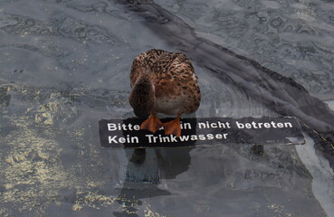 Anarchistische Ente in einem Brunnen in Basel - obrazy, fototapety, plakaty