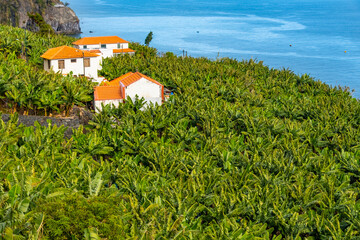 Traditional Madeiran houses in Funchal behind a banana plantation. Small farm on green hills over...