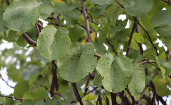 majestic, wonderfully flowering Judas tree in forest, surrounded by nature.cold sky visible between thick tree branches with green leaves in winter. macro. Cercis siliquastrum from flowerless Fabaceae