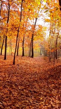 Vertical footage of autumn leaves in forest. Carpet of autumn leaves on the grass. Warm autumn sunny park.