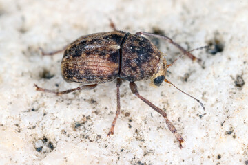 Araecerus fasciculatus, the coffee bean weevil, is a species of beetle (Coleoptera) belonging to the family Anthribidae. Causes significant damage to stored food goods.