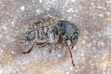 Araecerus fasciculatus, the coffee bean weevil, is a species of beetle (Coleoptera) belonging to the family Anthribidae. Causes significant damage to stored food goods.