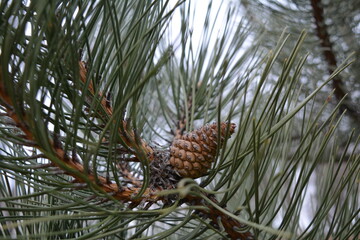 Pine cone on a branch