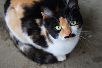 Portrait of a cat looking at you, closeup
