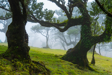 Fototapeta premium Fanal forest old mystical tree in Madeira island. Twisted trees in fog in Fanal Forest. Huge, moss-covered trees create a dramatic, scared landscape
