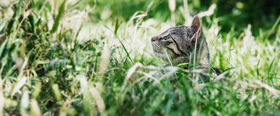 Gray tabby kitten hiding in green grass