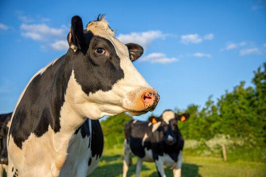 Portrait de vache laiti&egrave;re dans les champs en France.